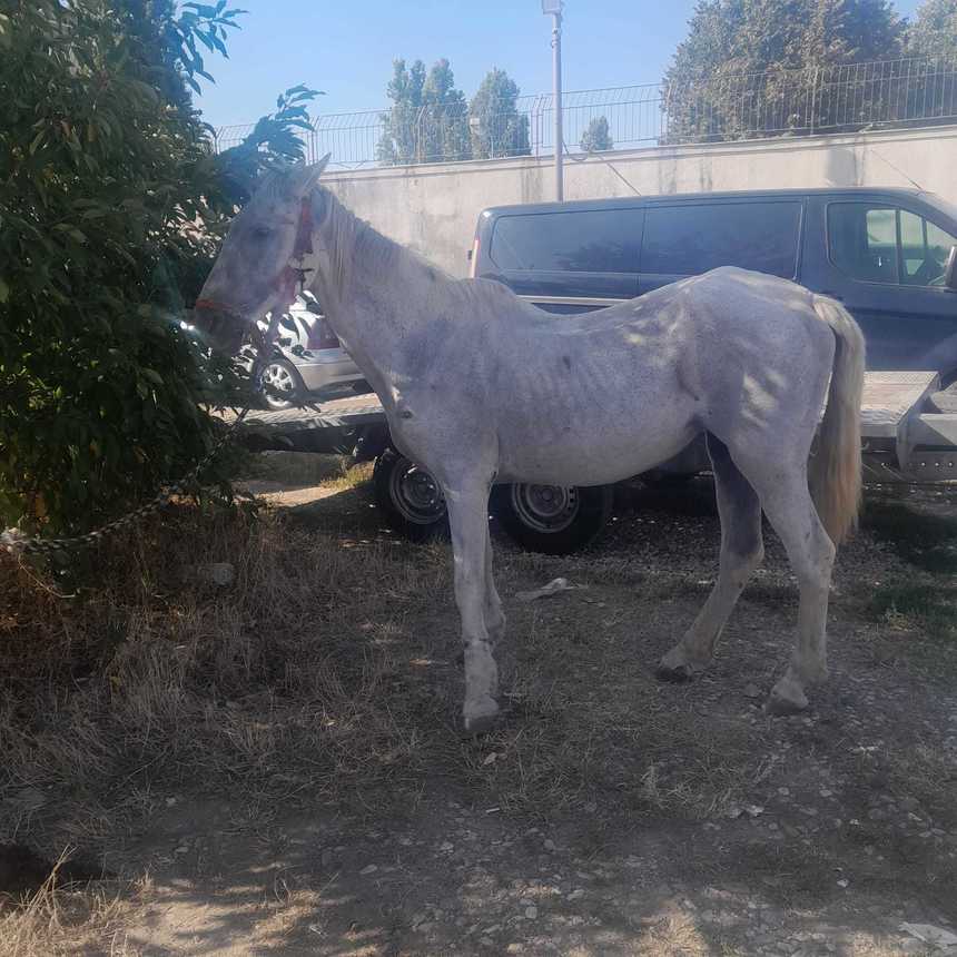 Cal foarte slab şi prost îngrijit, care a fost abandonat lângă Penitenciarul Rahova, preluat de ASPA Bucureşti