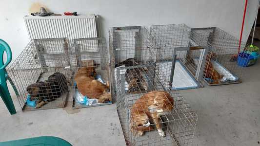 Zece câini nesterilizaţi şi nemicrocipaţi, găsiţi într-o gospodărie din Sectorul 4 / Animalele puteau ieşit pe stradă, prin gard / Val de sesizări la ASPA