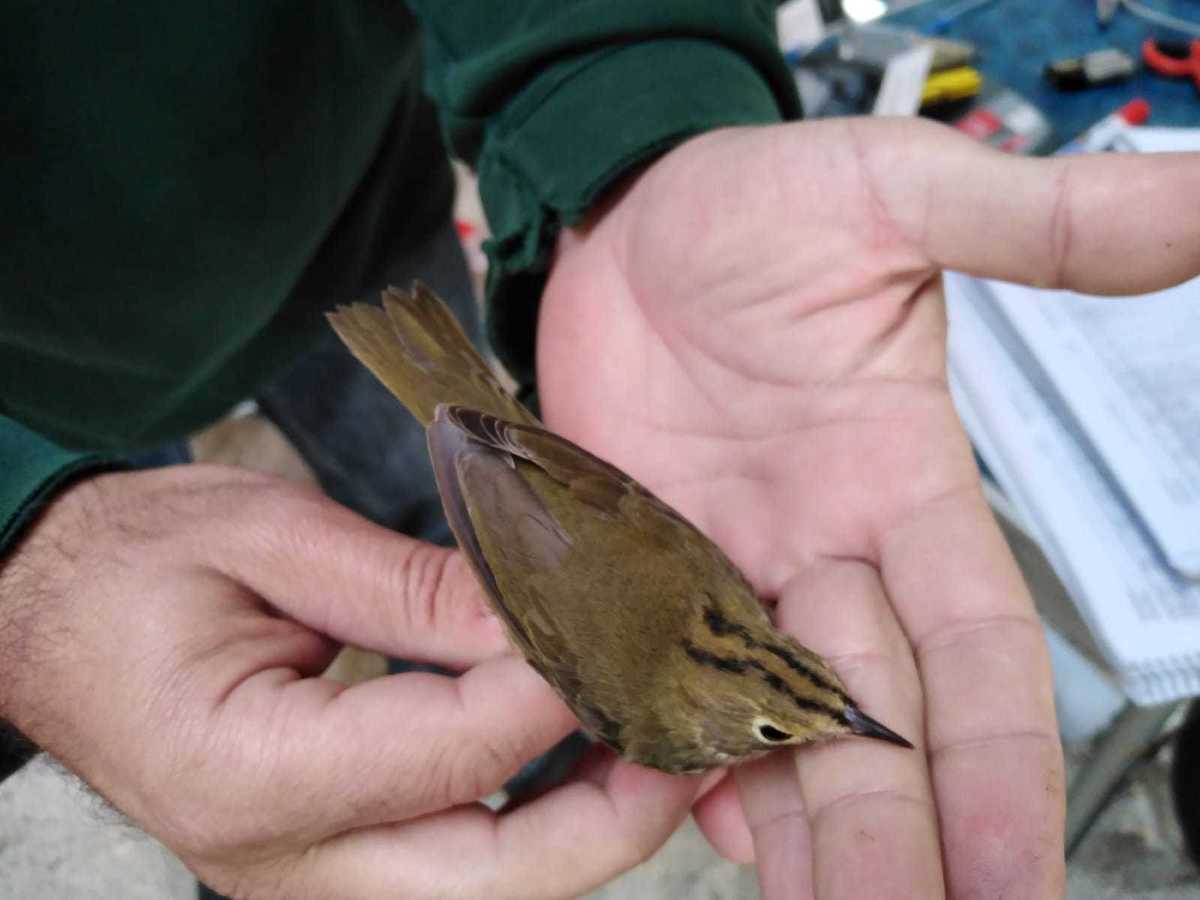 Pasăre americană extrem de rară, observată pe…