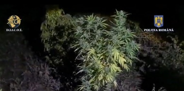 Două persoane au fost reţinute pentru 24 ore după ce au înfiinţat culturi de canabis formate din peste 60 de plante - VIDEO