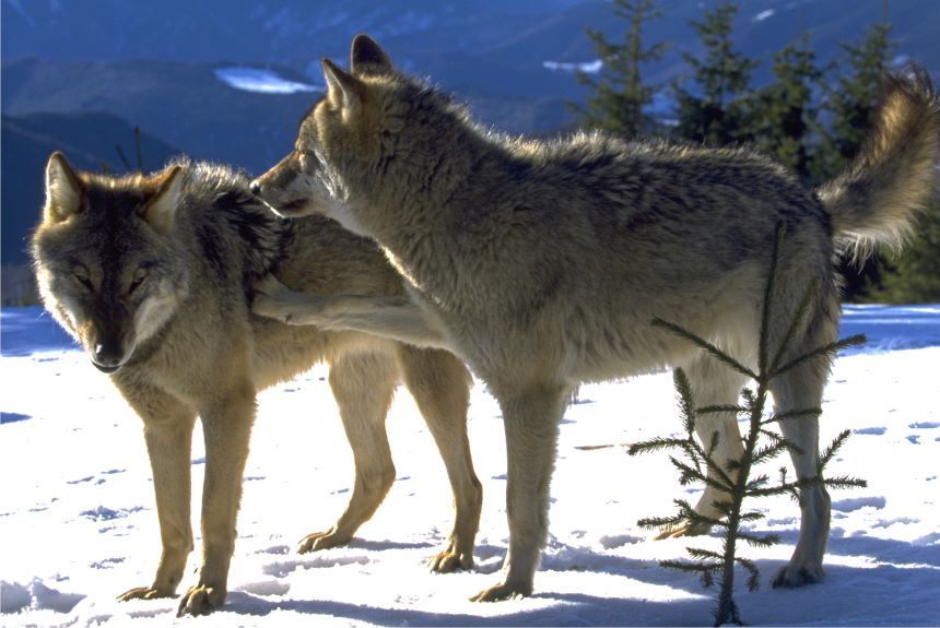 Un studiu al Conservation Carpathia estimează că densitatea populaţiei de lup este de 2.35 lupi/100 km pătraţi. Pentru prima dată în România, a fost confirmată prezenţa hibridizării dintre lupi şi câini, un pericol care poate duce la declinul speciei 
