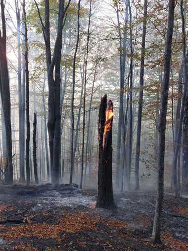 Ministerul Mediului a lansat licitaţia pentru dezvoltarea sistemului naţional de monitorizare video a fondului forestier. Suma alocată este de 8,9 milioane de euro

