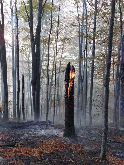 Ministerul Mediului a lansat licitaţia pentru dezvoltarea sistemului naţional de monitorizare video a fondului forestier. Suma alocată este de 8,9 milioane de euro

