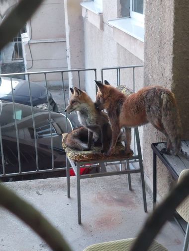 Două vulpi, fotografiate pe un balcon al Serviciului Arhivelor Naţionale Alba - FOTO