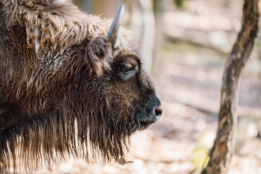 Premieră la Grădina Zoologică din Târgu Mureş – Se implică activ în programul european de salvare a zimbrului / Trei noi femele aduse din Germania şi Ungaria pentru a forma un centru de reproducere

