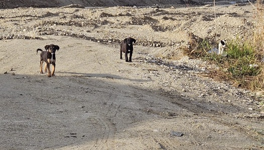ASPA Bucureşti: Trei pui de câine abandonaţi vor fi oferiţi spre adopţie/ Ei au aproximativ două luni/ A fost sesizat Biroul pentru Protecţia Animalelor din IPJ Ilfov - FOTO