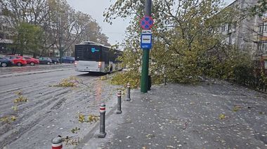 Primăria Constanţa: Peste 60 de sesizări doar pentru arbori doborâţi de vânt / Intervenţiile, prioritar acolo unde este blocat traficul rutier / Vâmtul a pus la pământ şi panouri publicitare şi acoperişuri - FOTO
