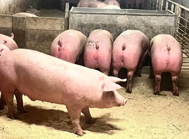 Medicii de la Spitalul de Boli Infecţioase Timişoara atrag atenţia: După muşcătura de porc trebuie evitate tratamentele improvizate, folosirea de ulei sau aplicarea de frunze de varză pe rană
