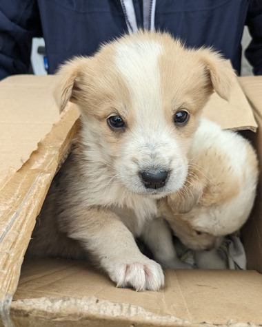 Doi căţei în vârstă de o lună, abandonaţi într-o cutie de carton în zona unui parc din Bucureşti / ASPA: Abandonul constituie contravenţie şi se sancţionează cu amendă de la 3.000 de lei la 12.000 de lei