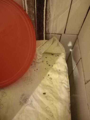 UPDATE - Comisar ANPC, agresat de proprietatul unui motel din Caraş-Severin, după un control / Au fost găsite cearceafuri pătate, produse expirate, excremente de rozătoarea în depozitul de veselă / Amenzi de 8.000 de lei / Precizările Poliţiei - VIDEO

