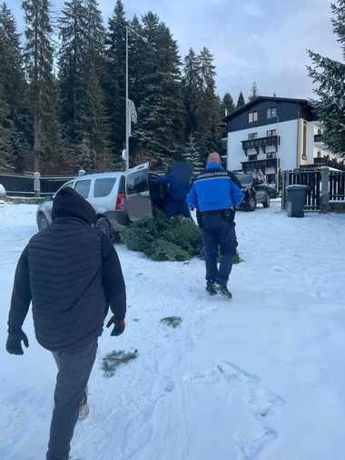 Braşov: Amenzi de mii de lei, date de jandarmi unor persoane prinse în timp ce încercau să sustragă din pădure cetină de brad - VIDEO
