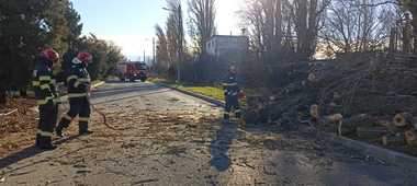 Giurgiu: Copaci rupţi de vântul puternic, în mai multe zone / Pe un drum judeţean, o creangă a unui arbore de mari dimensiuni a căzut peste un autoturism în care se aflau două persoane - FOTO