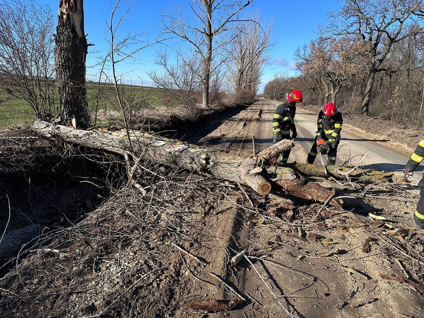 Teleorman: Şapte intervenţii ale pompierilor pentru îndepărtarea copacilor doborâţi de vântul puternic - FOTO