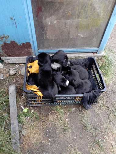 Mobilizare pe reţelele sociale, pentru identificarea a două persoane care au abandonat zece căţei lângă un magazin sătesc din judeţul Braşov / Maşina are numere de înmatriculare din judeţul Sibiu - FOTO