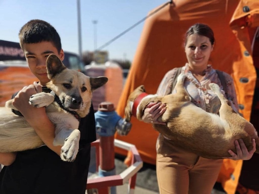 Nicuşor Dan: Din data de 13 ianuarie reluăm campania de sterilizări şi microcipări gratuite a câinilor de rasă comună cu deţinător, din Bucureşti