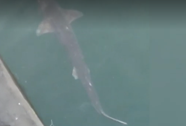 Constanţa - Rechin filmat în zona Portului Tomis. Biolog: Are 90 de centimetri, este inofensiv, nepericulos. Se hrăneşte cu peştişori, trăieşte pe fundul apei în zonele mai adânci şi nu ne deranjează cu nimic - VIDEO
