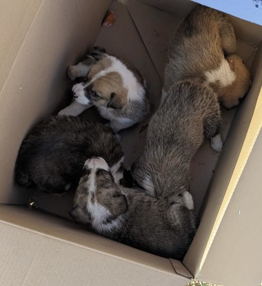 Şapte căţei, salvaţi de sub un container, pe un şantier din Sectorul 6 al Capitalei / Mama lor nu reuşea să mai ajungă la ei pentru a-i hrăni