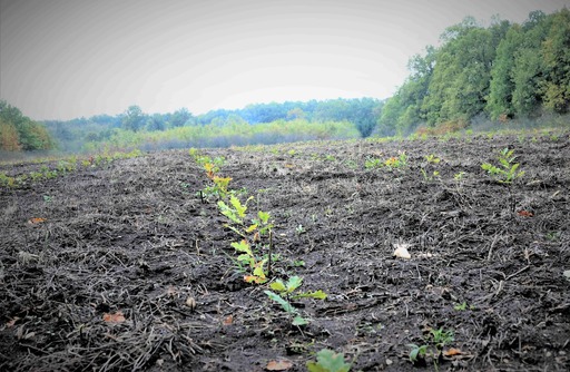 Romsilva va planta în acest an circa 26 de milioane de puieţi forestieri şi va regenera peste 12.000 de hectare în fondul forestier de stat