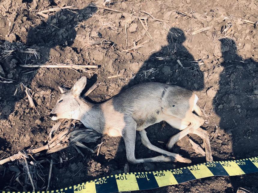 Zeci de cadavre de căprioare, iepuri şi vulpi, găsite pe un câmp din Timiş şi Arad/ Au fost găsite substanţe pentru combaterea rozătoarelor