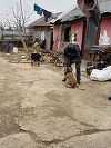 Acţiune a poliţiştilor din Suceava într-un cătun unde trăiesc zeci de copii care au acumulat sute de absenţe şcolare. Într-o familie, a fost găsit un adolescent care în acte nu există - FOTO
