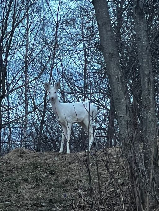 Imagini rare, cu o căprioară albă, surprinse de jandarmii montani din Braşov
