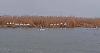 Administraţia Rezervaţiei Biosferei Delta Dunării anunţă că pelicanii creţi sunt deja pe cuiburi, pe Insula Ceaplace din Delta Dunării - VIDEO
