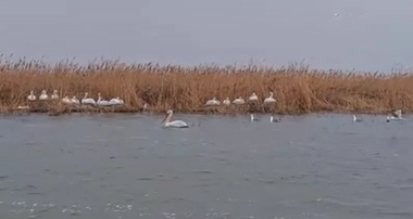 Administraţia Rezervaţiei Biosferei Delta Dunării anunţă că pelicanii creţi sunt deja pe cuiburi, pe Insula Ceaplace din Delta Dunării - VIDEO