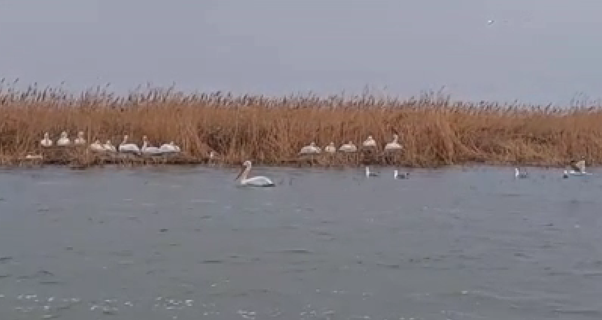 Administraţia Rezervaţiei Biosferei Delta Dunării anunţă că pelicanii creţi sunt deja pe cuiburi, pe Insula Ceaplace din Delta Dunării - VIDEO