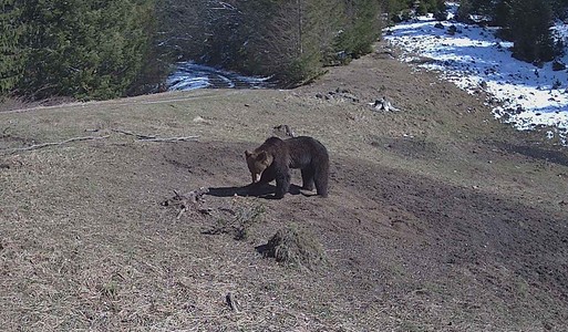Salvamontiştii din Neamţ atrag atenţia privind înmulţirea numărului de urşi observaţi în zonele intravilane montane şi în apropierea potecilor turistice