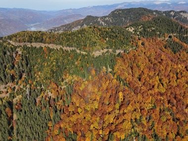Romsilva, de Ziua Naţională a Pădurilor: În ultimii cinci ani, s-au regenerat 72.330 hectare fond forestier proprietatea publică a statului, fiind ultilizaţi circa 132 milioane de puieţi