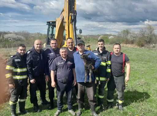 Prahova: Intervenţie de patru ore a pompierilor, pentru salvarea unui ied căzut într-o canalizare dezafectată - FOTO