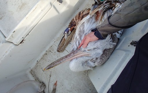 Peste 100 de stâlpi de curent aflaţi de-a lungul Dunării vor fi izolaţi, pentru ca păsările să fie protejate împotriva electrocutării / Recent, un pelican creţ a murit după ce a intrat în contact cu o linie electrică în Delta Dunării