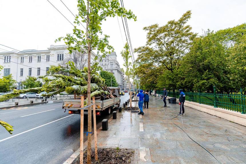 Nicuşor Dan: Am început plantarea celor aproape 100 de arbori tineri în zona Parcului Cişmigiu, în cadrul proiectului Coroană Verde pentru Regina Elisabeta