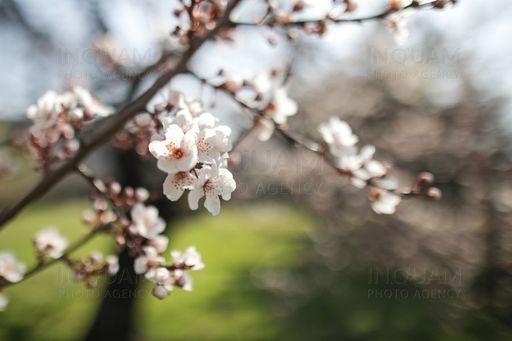 ANM - Temperaturi uşor peste cele obişnuite în toată ţara, începând de la jumătatea lunii mai / Unde va ploua