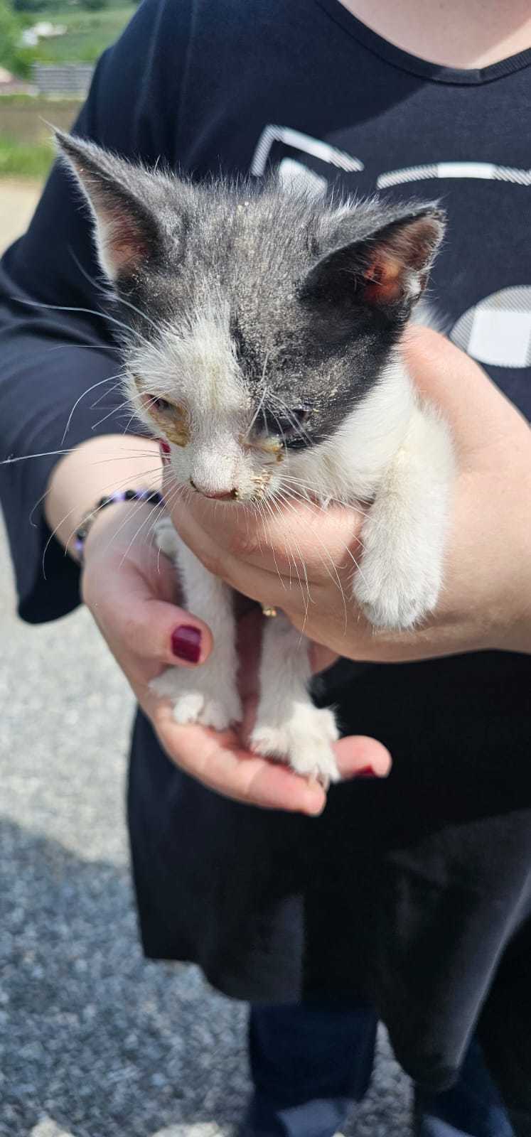 Suceava: Bărbat amendat cu 3.000 de lei, după ce a abandonat trei pui de pisică / I-a aruncat pe stradă din portbagajul unei maşini, momentul fiind surpris în imagini – VIDEO