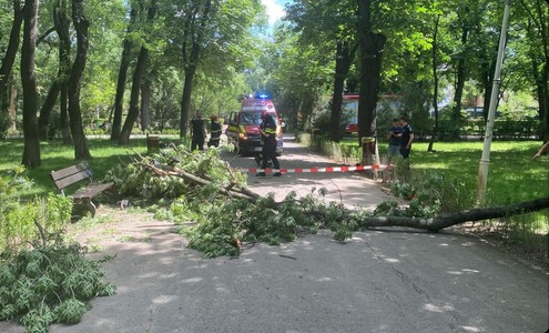PNL Sector 1: Sâmbătă, un copac s-a rupt în Parcul Bazilescu şi s-a prăbuşit peste doi tineri, rănindu-i grav. O tânără aflată în scaun cu rotile are afectată coloana vertebrală şi craniul / Administraţia Sector 1,  un pericol pentru viaţa oamenilor