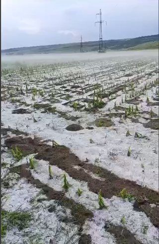Vaslui: Culturi agricole acoperite de grindină, în apropiere de Huşi. Autorităţile au transmis alertă - VIDEO