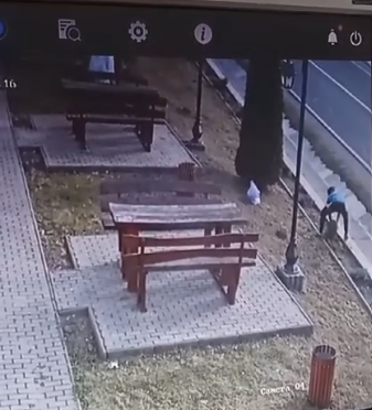 Brăduţi ornamentali, furaţi dintr-o comună din judeţul Sibiu / Incidentul, surprins de camerele de supraveghere / Primăria anunţă că autorul va fi identificat - VIDEO