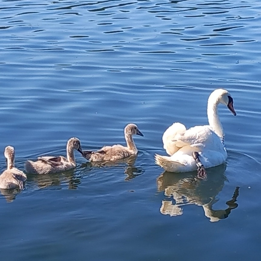 Constanţa: Jandarmii au salvat o lebădă cu pui care se agăţase într-un cârlig de pescuit, pe Lacul Neptun / Nylonul se înfăşurase în jurul gâtului şi al unui picior, imobilizând-o - FOTO