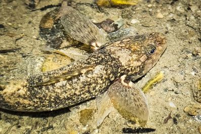 Proiectul ”Aspretele Trăieşte” - Cel mai rar peşte de apă dulce din Europa, filmat pentru prima dată pe timp de noapte în habitatul natural /Deşi numărul exemplarelor a crescut, lipsa identificării puietului e îngrijorătoare /Ce spun specialiştii - VIDEO
