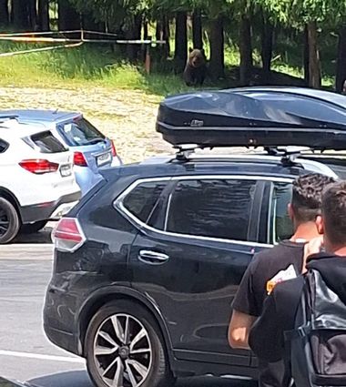Prahova: Urs văzut în pasul Bratocea, la locul de plecare spre Vârful Ciucaş. Salvamontiştii îi îndeamnă pe turiştii aflaţi în zonă să fie prudenţi - FOTO
