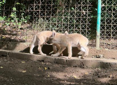 Noi animale la Grădina Zoologică Sibiu – 5 pui de lup alb, un pui de ciută şi 7 lebede negre - FOTO