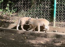 Noi animale la Grădina Zoologică Sibiu – 5 pui de lup alb, un pui de ciută şi 7 lebede negre - FOTO