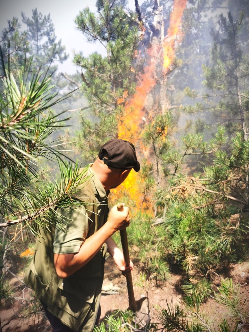 Numărul incendiilor produse, în prima jumătate a acestui an, în fondul forestier administrat de Romsilva a crescut de peste şapte ori faţă de perioada similiară a anului trecut