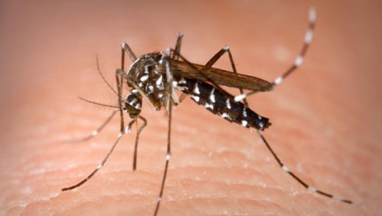 INSP: Şase cazuri de infecţie cu virusul West Nile în acest sezon