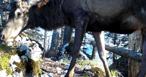 Imagini cu un cerb, surprinse în Parcul Natural Apuseni şi publicate de Romsilva - VIDEO