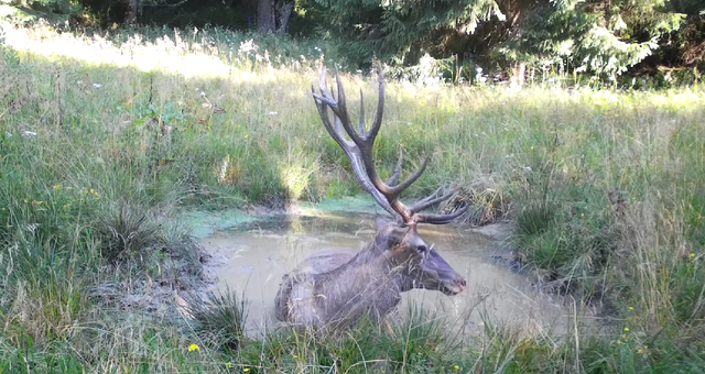 Imagini rare cu un cerb care se joacă în apă, surprinse în Parcul Natural Apuseni – VIDEO