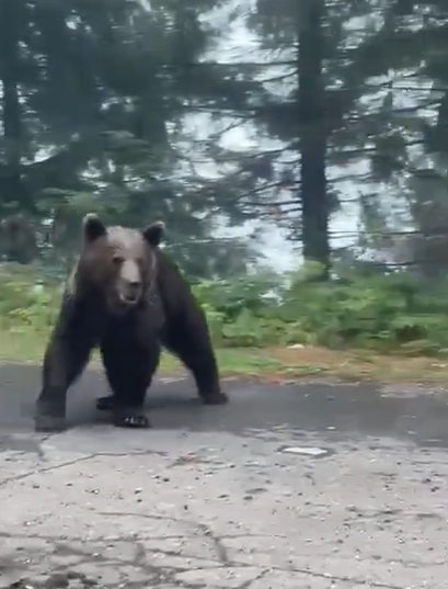 Un urs şi-a făcut apariţia, marţi, în una dintre cele mai vizitate zone turistice din Sinaia
