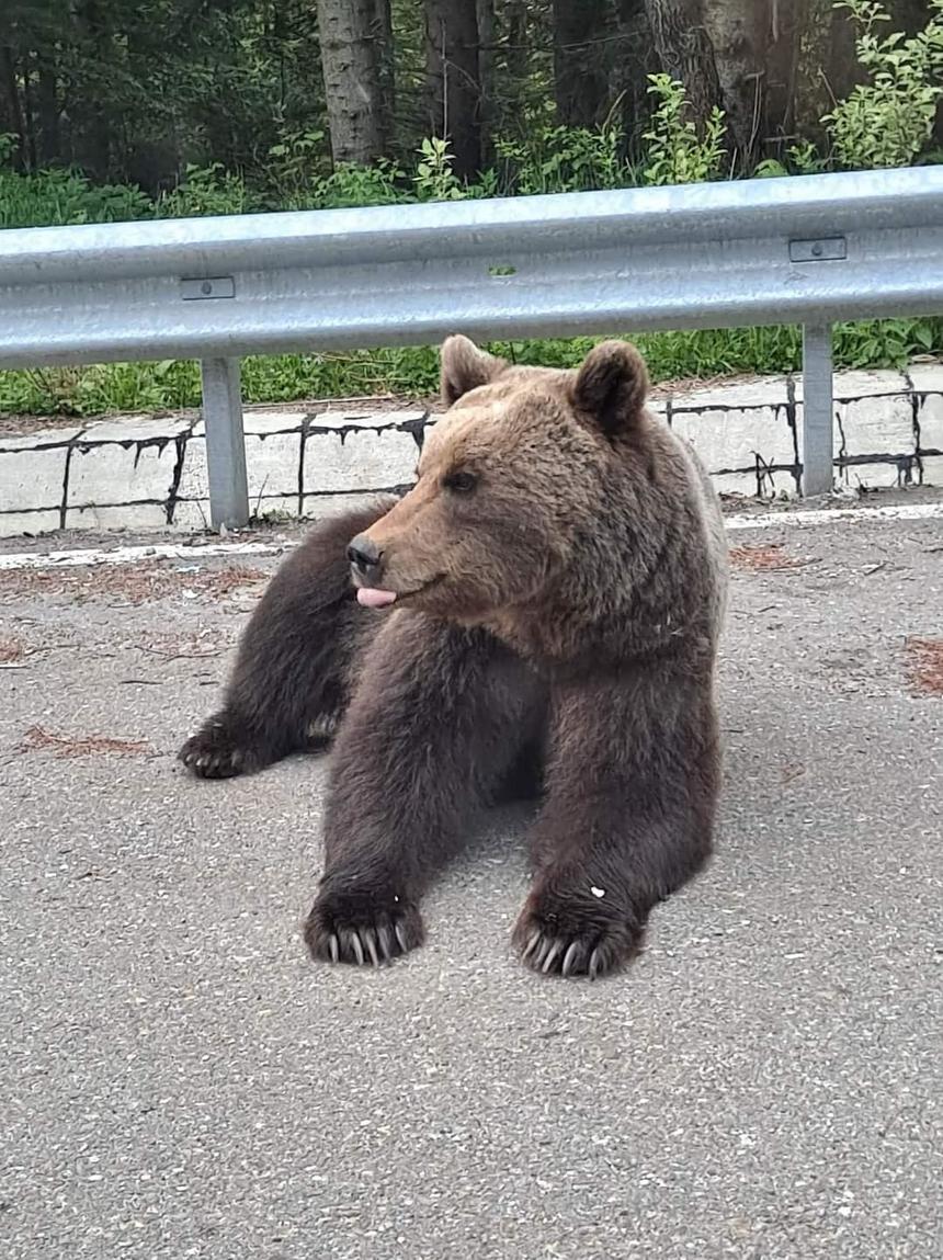 Turiştii care hrănesc urşii de pe Transfăgărăşan vor fi amendaţi de două ori: o dată pentru că dau mâncare animalelor, a doua oară pentru că opresc pe drumul naţional