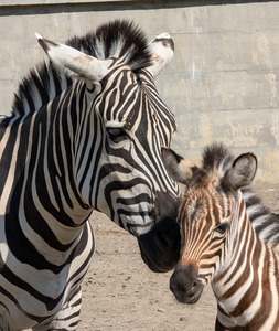 Grădina Zoologică Braşov anunţă că publicul poate vizita primul pui de zebră născut în captivitate la Braşov - FOTO, VIDEO